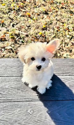 そらちゃんのお耳の変化4