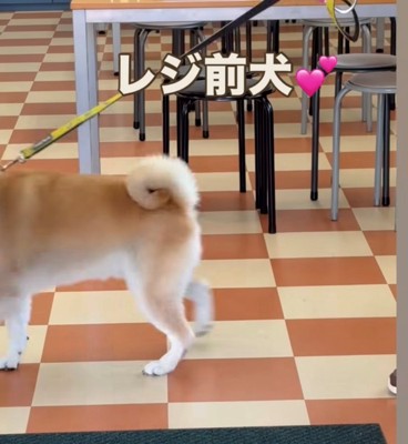 レジに近寄る犬
