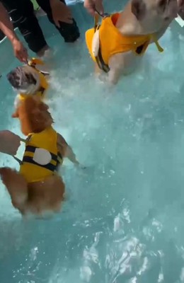 やっぱり暴れるダイフクくん