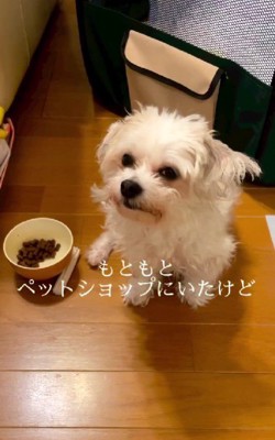 ペットショップで販売されていた