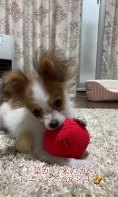 千葉出身だからピナちゃん