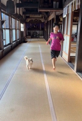 廊下を走る犬と人