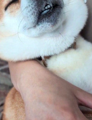 気持ちよさそうにスヤスヤ