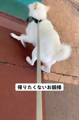 やっぱり戻りたい銀くん