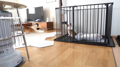 テレビの前で伏せる犬&ケージで座る犬