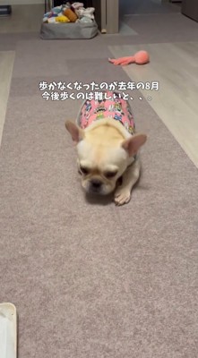 足を引きずって歩くフレンチブルドッグ