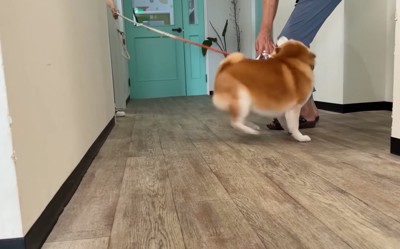 足元で甘える柴犬