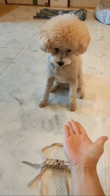 飼い主の手をみるトイプー