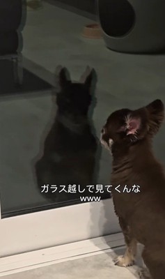 お兄ちゃんの帰りを待つこげまる君3