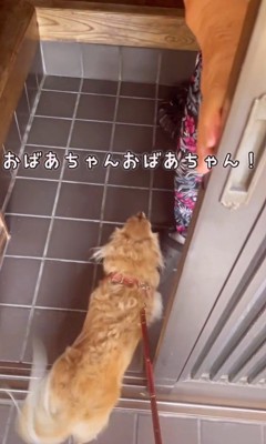 おばあちゃんの家に来たみるくちゃん8