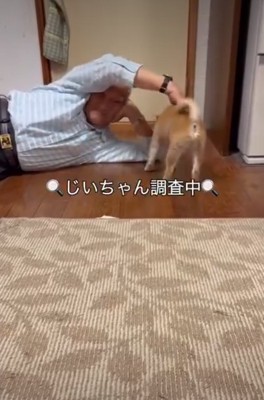 なでられる犬2