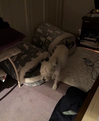 ウエスティのみみちゃん