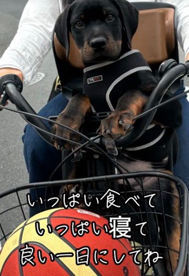 まるで人間の子供みたい♡