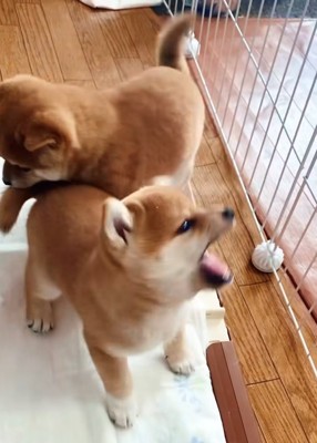 吠える犬と後ろを通ろうとする犬2