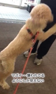 パパさんとプルミちゃん＆バニーちゃんの再会6