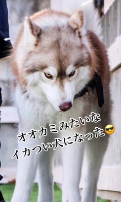 素敵な男子になったね♡