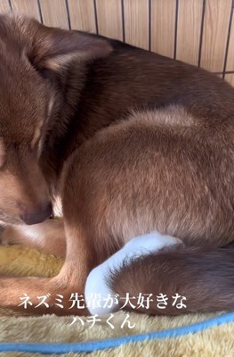 保護犬の尻尾に潜り込むハムスター