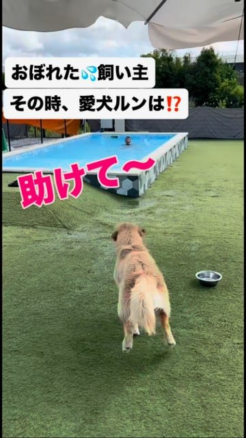 プールに向かって走る犬