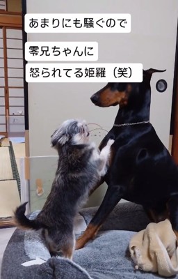 零くんに怒られる姫羅ちゃん3