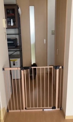 部屋から脱走するオハナちゃん5