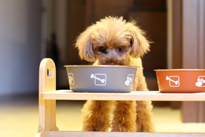 台に置かれたご飯を食べる犬