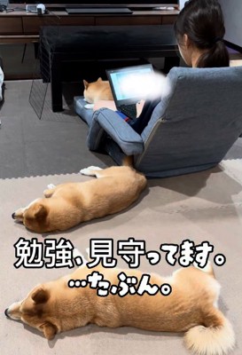 勉強中の次女を見守る豆柴たち