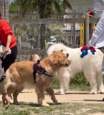 あたりを見回す犬