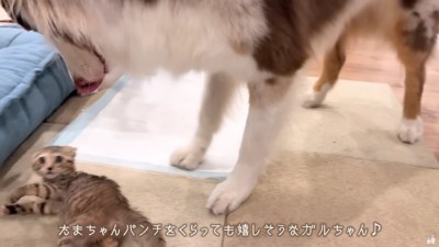 パワフルなたまちゃんにビックリ！
