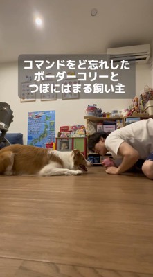ふせをして飼い主の顔をのぞき込む犬