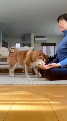女性のそばで立ち止まる犬