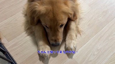 さみしそうなアルト君
