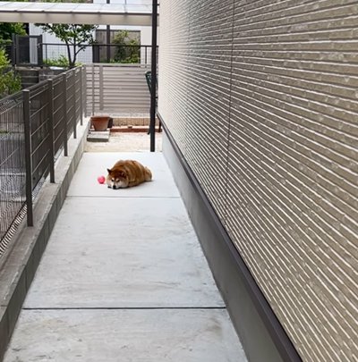 待ちくたびれた犬
