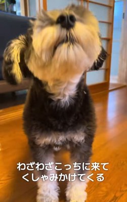 大袈裟にくしゃみをするミニチュアシュナウザー