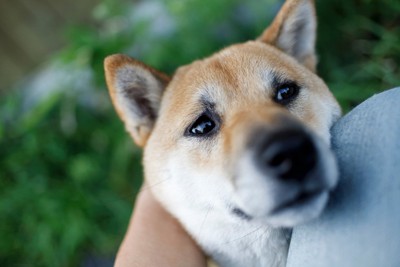 膝にあごを乗せる犬