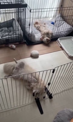 イタズラを誤魔化す小春ちゃん&つむぎちゃん5