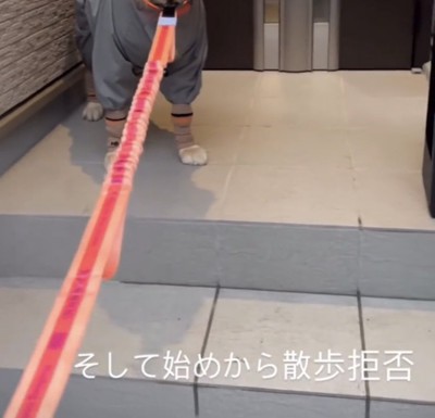 リードを引かれても動かない犬