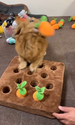 ララちゃんの人参収穫7