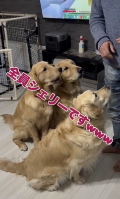 全員がシェリーちゃんに