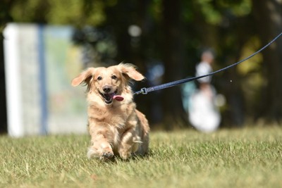 散歩する犬