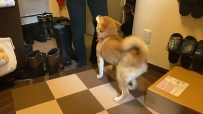 お兄ちゃんを見て大喜び♪