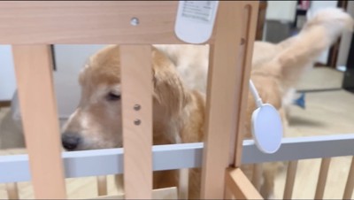 ベビーベッドの中を見つめる茶色い犬