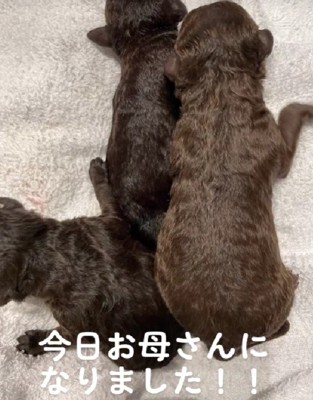濃いめな毛色の子犬たち