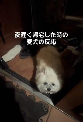 待っていたるるちゃん