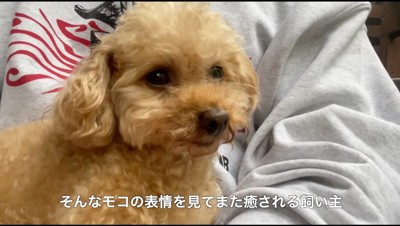 飼い主に抱っこされる犬