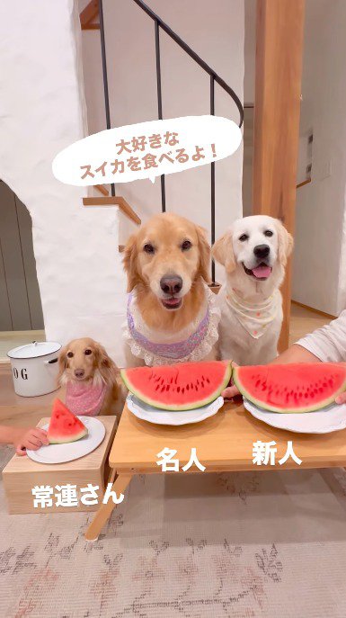 スイカを目の前にしてお座りをする3頭の犬