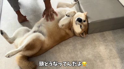 柴犬(元豆柴)のおもちくん