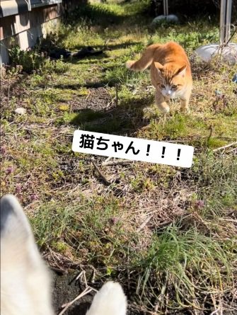 野良猫を発見したROSEちゃん