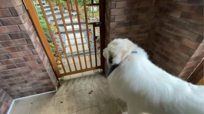 柵の前でしょんぼりする犬