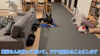 ドアを閉めてみるパパさん