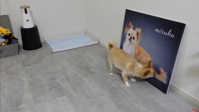 フォトパネルを飾った時のみるくちゃん6